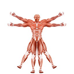 Dr. Muscle AI logo