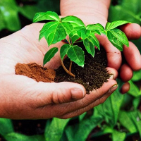 GreenThumb logo